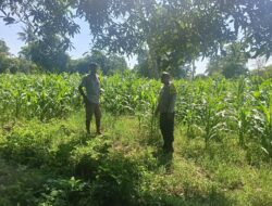 Polsek Woja Pantau Lahan Pertanian Warga, Dukung Program Ketahanan Pangan Nasional 2025