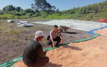 Bhabinkamtibmas Desa Doropeti Pantau Panen Jagung, Dukung Program Ketahanan Pangan Nasional 2025