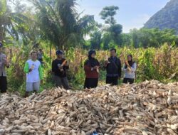 Dukung Ketahanan Pangan, Bhabinkamtibmas Desa Sekongkang Bawah Berikan Pendampingan Panen Jagung di Salah Satu Lahan Milik Warga