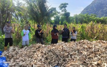 Dukung Ketahanan Pangan, Bhabinkamtibmas Desa Sekongkang Bawah Berikan Pendampingan Panen Jagung di Salah Satu Lahan Milik Warga