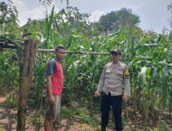 Bhabinkamtibmas Sambangi Petani Jagung, Ajak Dukung Ketahanan Pangan Nasional