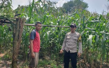 Bhabinkamtibmas Sambangi Petani Jagung, Ajak Dukung Ketahanan Pangan Nasional