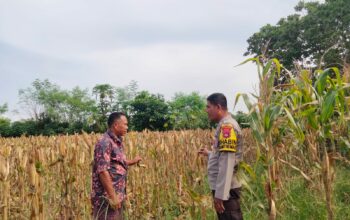 Bhabinkamtibmas Polsek Hu’u Pantau Pengolahan Lahan Pertanian di Desa Cempi Jaya