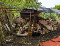 Dukung Ketahanan Pangan, Bhabinkamtibmas Desa Mantar Monitoring Panen Jagung di Desa Binaanya