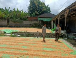 Bhabinkamtibmas Desa Nangamiro Pantau Panen Raya Jagung, Dukung Ketahanan Pangan Nasional