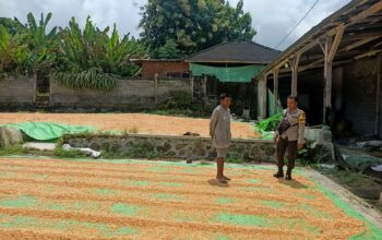 Bhabinkamtibmas Desa Nangamiro Pantau Panen Raya Jagung, Dukung Ketahanan Pangan Nasional