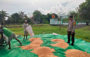 Bhabinkamtibmas Polsek Hu’u Pantau Panen Raya Jagung di Desa Cempi Jaya