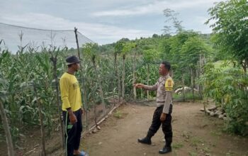 Bhabinkamtibmas Malaju Pantau Perkembangan Tanaman Jagung, Dukung Ketahanan Pangan Nasional