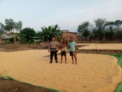 Bhabinkamtibmas Kiwu Pantau Hasil Panen Jagung, Dorong Ketahanan Pangan Nasional