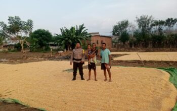 Bhabinkamtibmas Kiwu Pantau Hasil Panen Jagung, Dorong Ketahanan Pangan Nasional