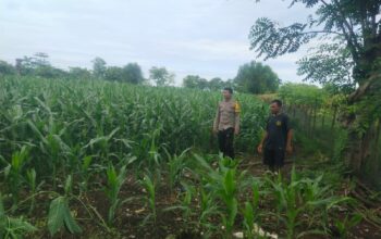 Bhabinkamtibmas Desa Lasi Dorong Pemanfaatan Lahan untuk Ketahanan Pangan