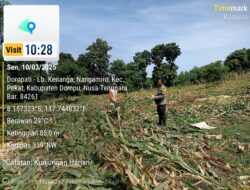 Bhabinkamtibmas Desa Nangamiro Pantau Panen Raya dalam Program Ketahanan Pangan Nasional