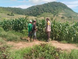 BKTM Desa Taropo Pantau Perkembangan Tanaman Jagung Warga di Dompu