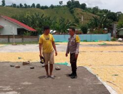 Bhabinkamtibmas Desa Manggenae Pantau Hasil Panen Jagung Warga