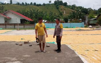 Bhabinkamtibmas Desa Manggenae Pantau Hasil Panen Jagung Warga