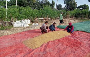 Bhabinkamtibmas Desa Doropeti Dampingi Panen Raya Jagung dalam Program Ketahanan Pangan Nasional