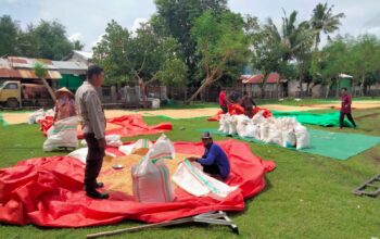 Bhabinkamtibmas Desa Cempi Jaya Pantau Panen Raya Jagung di Dusun Langudi