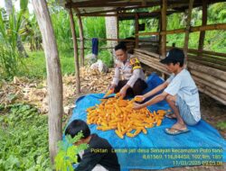 Dukung Ketahanan Pangan, Bhabinkamtibmas Desa Senayan Lakukan Pendampingan Panen Jagung