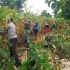 Bhabinkamtibmas Kelurahan Rite Laksanakan Pengecekan Panen Jagung Warga Binaan