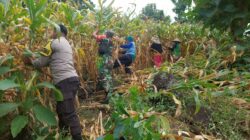 Bhabinkamtibmas Kelurahan Rite Laksanakan Pengecekan Panen Jagung Warga Binaan