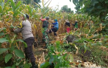 Bhabinkamtibmas Kelurahan Rite Laksanakan Pengecekan Panen Jagung Warga Binaan