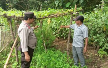 Bhabinkamtibmas Pantau Lahan Hortikultura Dukung Ketahanan Pangan Nasional