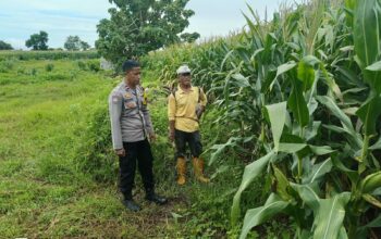 Pemantauan Pengolahan Lahan Pertanian dalam Mendukung Program Ketahanan Pangan Nasional Menuju Indonesia Emas 2025