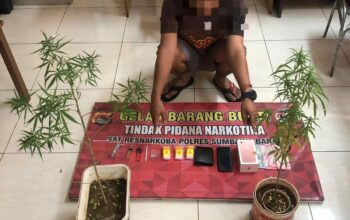 Tanam Ganja di Rumahnya, Seorang Pria Diringkus Sat Resnarkoba Polres Sumbawa Barat