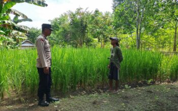 Bhabinkamtibmas Desa Kerekeh Lakukan Pemantauan Tanaman Padi di Kecamatan Untir Iwes