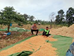 Bhabinkamtibmas Desa Tambora Pantau Panen Raya dalam Program Ketahanan Pangan Nasional