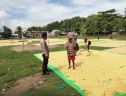 Bhabinkamtibmas Desa Cempi Jaya Pantau Panen Raya Jagung, Evaluasi Produktivitas dan Tantangan Pertanian