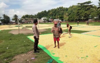 Bhabinkamtibmas Desa Cempi Jaya Pantau Panen Raya Jagung, Evaluasi Produktivitas dan Tantangan Pertanian