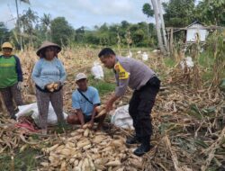 Bhabinkamtibmas Desa Ta’a Dampingi Petani Panen Jagung: Wujud Dukungan untuk Ketahanan Pangan dan Kesejahteraan Warga