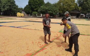 Bhabinkamtibmas Desa Ta’a Pantau Kegiatan Petani: Dukung Produktivitas dan Kesejahteraan Petani Jagung