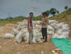 Bhabinkamtibmas Desa Riwo Pantau Panen Jagung di So Monta Bersama