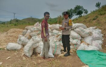 Bhabinkamtibmas Desa Riwo Pantau Panen Jagung di So Monta Bersama