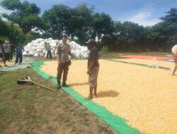 Bhabinkamtibmas Polsek Kilo Dampingi Petani Jagung, Dukung Ketahanan Pangan Nasional