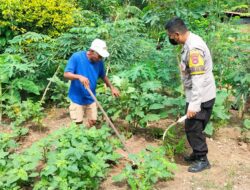 Dukung Ketahanan Pangan, Bhabinkamtibmas Desa Mantun Monitoring Pekarangan Bergizi Masyarakat