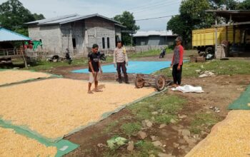 Petani Hadapi Tantangan Cuaca, Bhabinkamtibmas Malaju Pantau Panen Jagung di So Ndano Kadanga