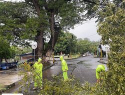 Personel Samapta Polres Sumbawa Sigap Evakuasi Pohon Tumbang