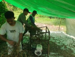 Bhabinkamtibmas Kelurahan Jatibaru Timur Bantu Warga Panen Kacang Tanah dalam Rangka Dukung Ketahanan Pangan Nasional