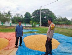 Dukung Ketahanan Pangan, Bhabinkamtibmas Desa Cempi Jaya Pantau Panen Raya Jagung