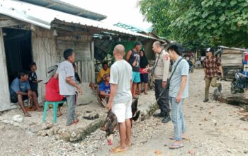 Polsek Ambalawi Bubarkan Judi Sabung Ayam di Desa Nipa Saat Bulan Ramadhan