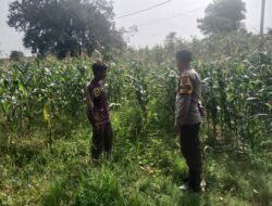 Bhabinkamtibmas Calabai Pantau Lahan Pertanian untuk Dukung Ketahanan Pangan Nasional