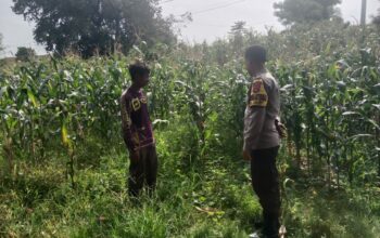 Bhabinkamtibmas Calabai Pantau Lahan Pertanian untuk Dukung Ketahanan Pangan Nasional