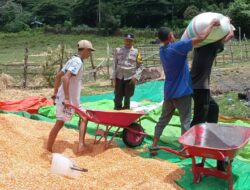 Dukung Ketahanan Pangan, Bhabinkamtibmas Madaprama Pantau Panen Jagung di Lahan 7.000m²