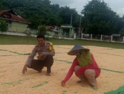 Bhabinkamtibmas Desa Rasabou Pantau Panen Raya Jagung untuk Dukung Ketahanan Pangan