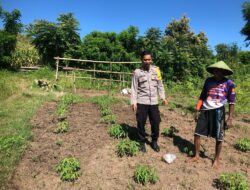 Pemantauan Pengembangan Tanaman Singkong di Desa Katua