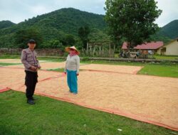 Pemantauan Warga yang Menjemur Jagung Hasil Panen di Desa Dorebara