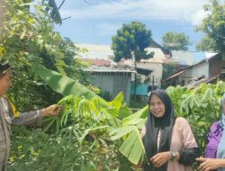 Pemantauan Pekarangan untuk Pengembangan Tanaman Singkong di Kelurahan Bada